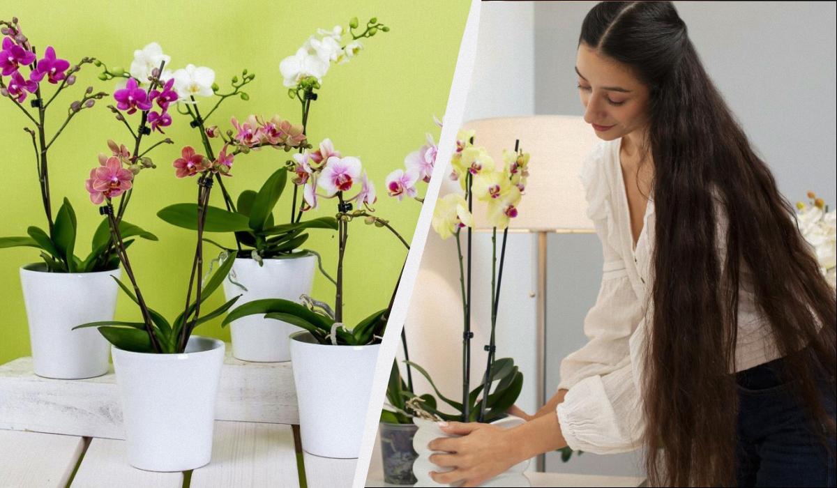 Orchidee: condizioni ideali per fioritura lunga e trucco semplice per fiorire anche in inverno