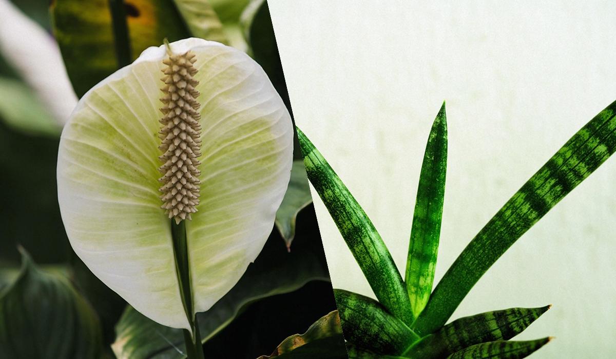 Через цвіль у людини може виникнути алергія або астма / Колаж: УНІАН, фото: pixabay.com