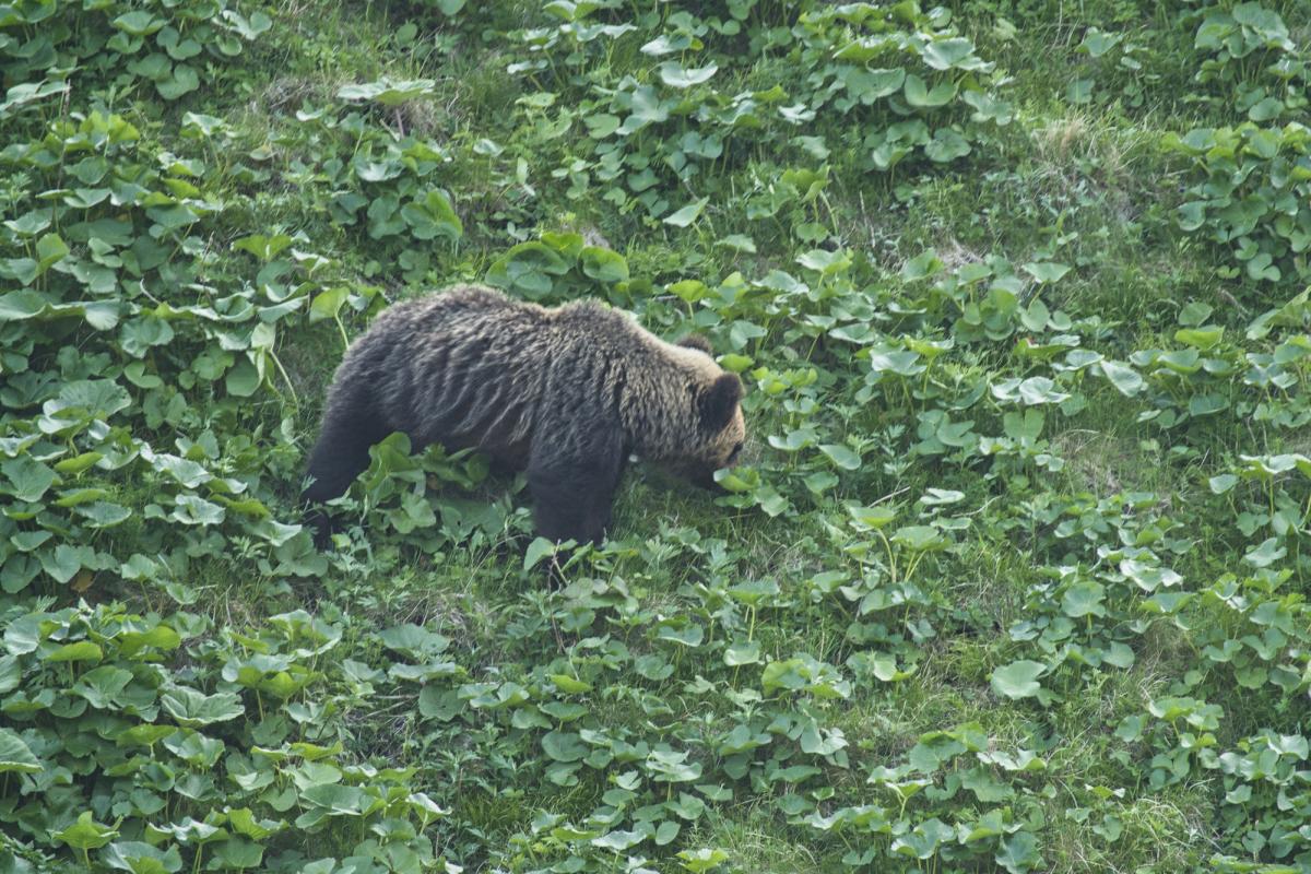 В Японии значительно увеличилось количество случаев нападений медведей на людей / фото ua.depositphotos.com