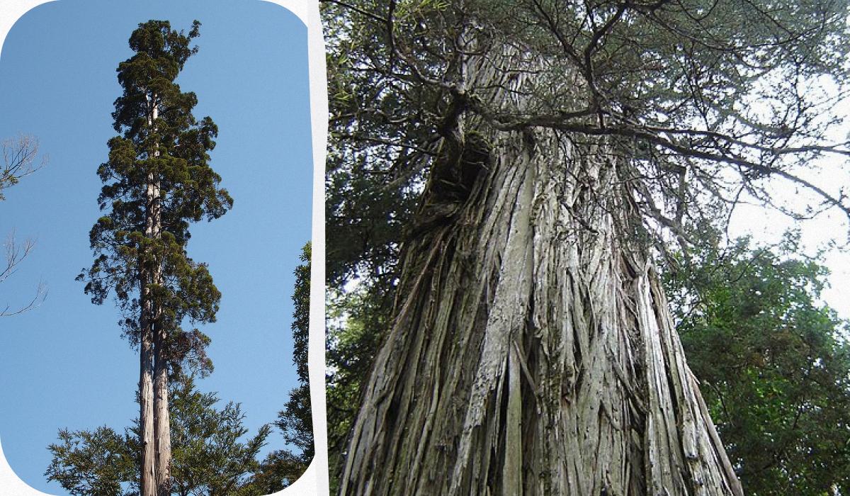 Найстарше дерево у світі - ним може виявитися патагонський кипарис, що росте у Чилі / колаж УНІАН, фото Вікіпедія Найстарше дерево у світі - ним може виявитися патагонський кипарис, що росте у Чилі / колаж УНІАН, фото Вікіпедія