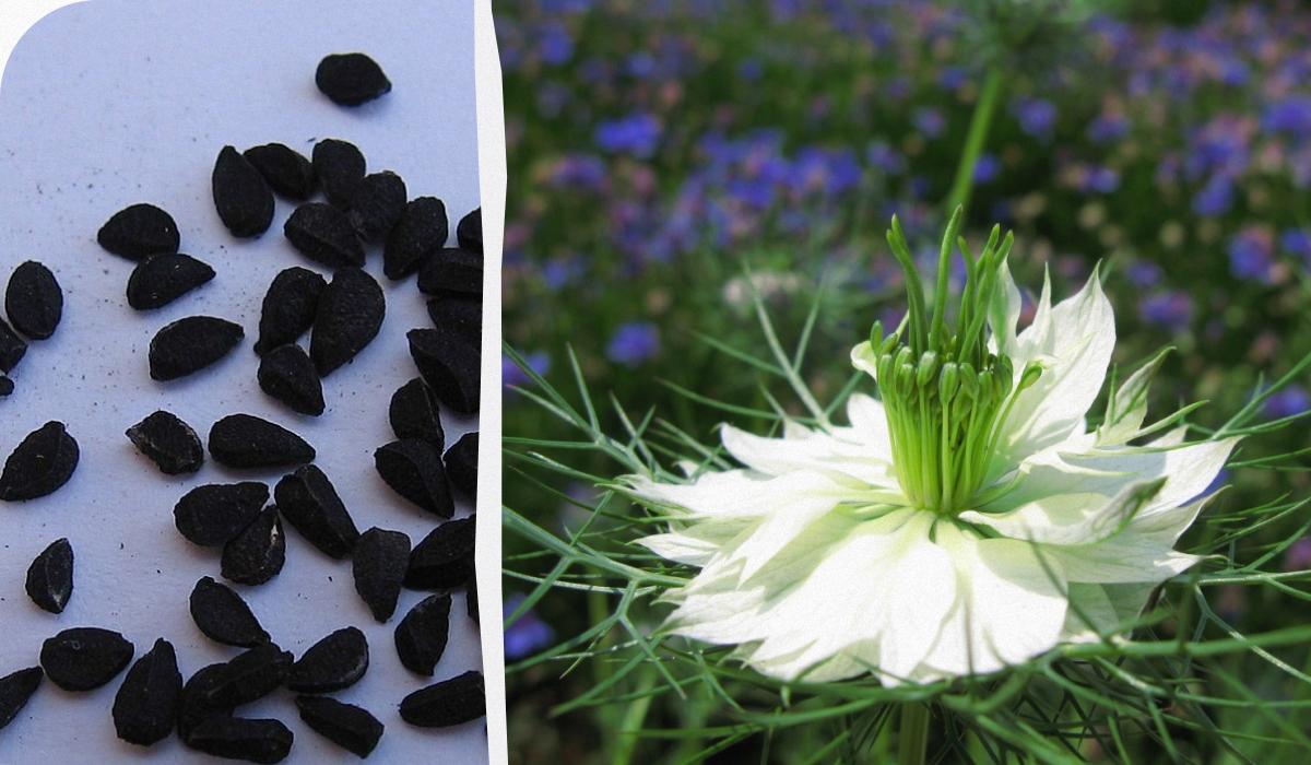 Черный тмин получают из семян цветущего растения Nigella sativa, или Чернушки посевной / фото Pxhere