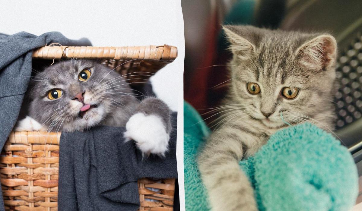 коллаж УНИАН, фото ua.depositphotos.com коллаж УНИАН, фото ua.depositphotos.com