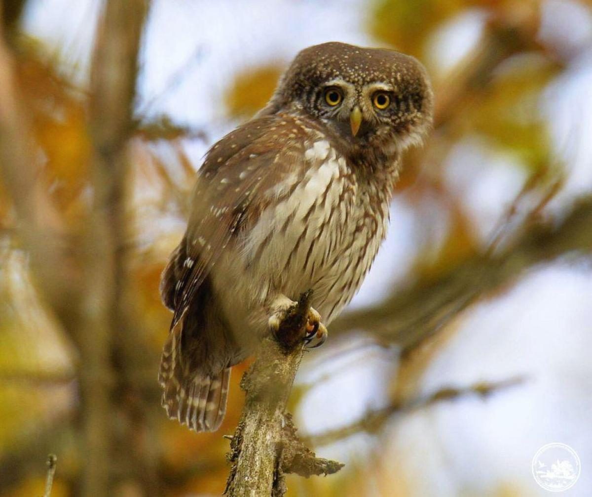 La Specie di Gufo più Piccola dell'Ucraina Avvistata nella Zona di Chernobyl: Implicazioni Positive per l'Ecosistema Locale