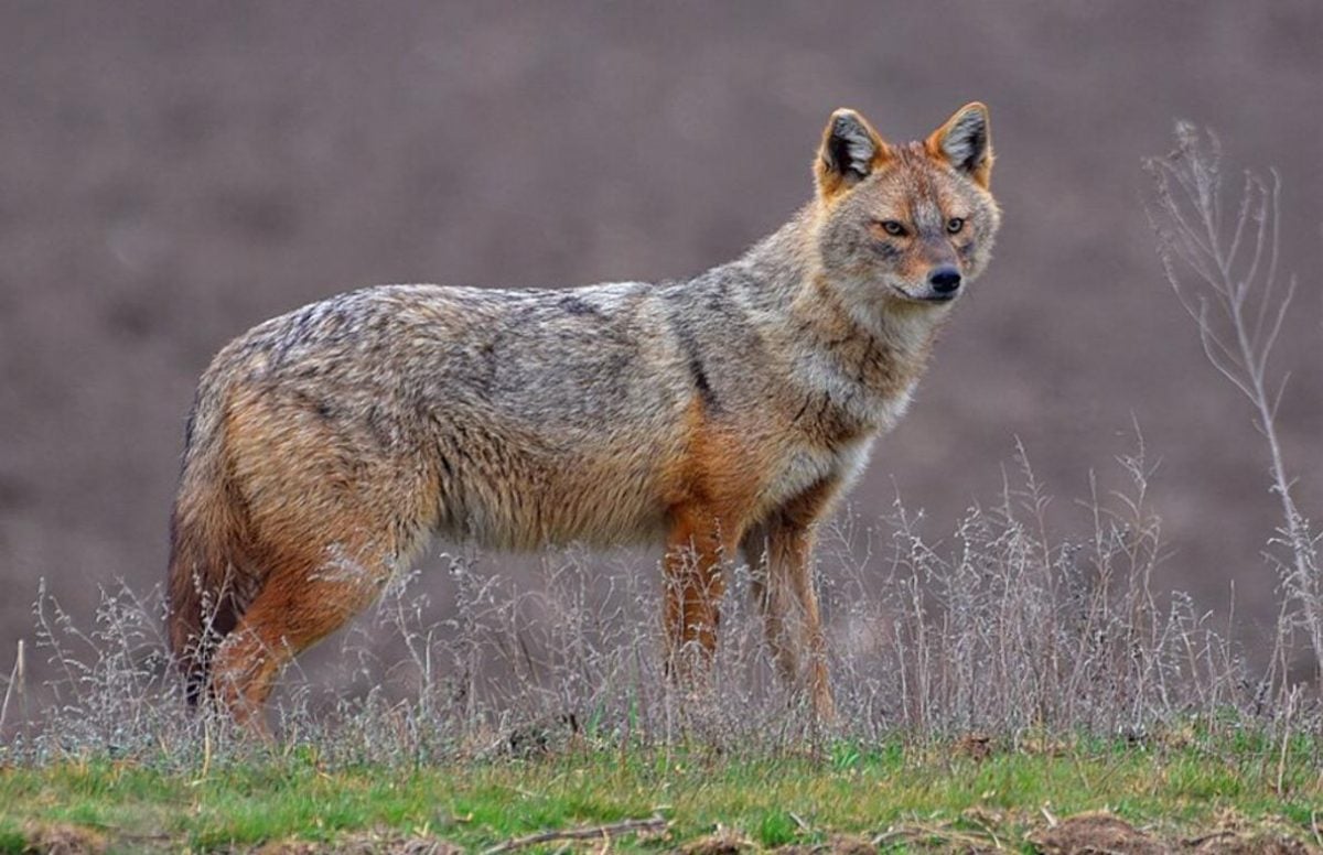 Avvistamento di un animale misterioso sulla costa ucraina: cosa sappiamo e cosa non sappiamo