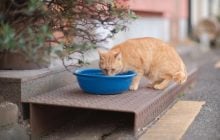 Чому кіт постійно перевертає свою миску з водою: експерти попередили про серйозні причини