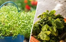 Что можно посадить под зиму, чтобы обойти соседей: свежая зелень уже в апреле