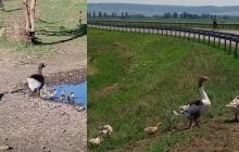 "Тепле диво на фоні війни": на Одещині несподівано "розродилися" гуси (відео)