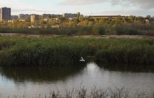 На Запорожье "красная река" изменила вид: на дне вырос густой лес