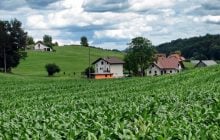 Четыре растения до неузнаваемости изменили наш мир за последние 500 лет, - Forbes