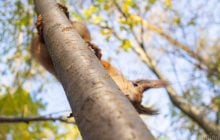 Сьогодні в Києві буде дуже тепло, попереду - похолодання