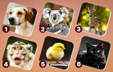 На яку тварину ви схожі за інстинктами: незвичайний тест на особистість