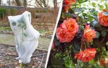 20-минутная процедура спасет ваши розы зимой: как укрыть, чтобы не замерзли