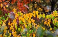 Известный синоптик рассказала, что будет с погодой в Украине 5 ноября