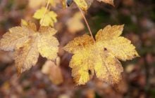 13 листопада дощів в Україні стане менше, але похолоднішає