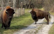 Гуляли возле людей: в Житомирской области заметили двух краснокнижных зубров (фото)