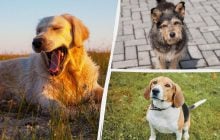 Яка собака вам підходить за датою народження: ось як це перевірити