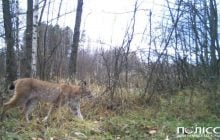 Возле Чернобыля заметили опасного хищника: исследователи назвали 5 интересных фактов о нем