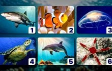 Турботливий, самотній або вразливий: обрана тварина розповість, яка ви людина