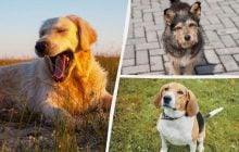 Яка порода собак вам підходить: ось як це перевірити за датою народження