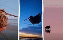 На Одещині спіймали птаха, на честь якого названо астероїд (фото)