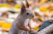 6 листопада потішить киян осіннім сонцем і теплом