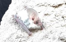 Вуха, як у зайця: вчені знайшли вид кажанів, якого ніхто не бачив 55 років (відео)