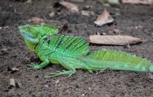 Може ходити по воді як Ісус: що відомо про одну з найбільш незвичайних ящірок у світі