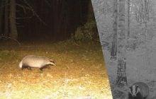 Риє нори та захищається від хижаків: поблизу Чорнобиля зафіксували цікаву тварину у "шубі"