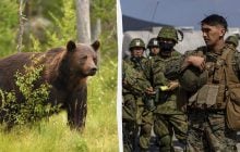 Тяжелая ситуация: Япония подняла войска на борьбу с медведями