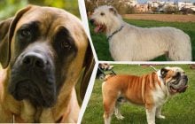 Які собаки є найспокійнішими: ветеринари назвали топ-8 порід