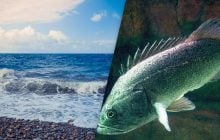 "Прибулець" з Далекого Сходу: науковець розповів про хижака, що загрожує рибі у Чорному морі