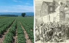 Жестокий урок природы: один овощ едва не убил целую европейскую нацию, - Forbes