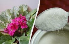 Одну ложку на литр воды - и фиалка будет цвести всю зиму: эта "подкормка" есть у всех