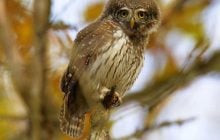 Справжній хижак: біля Чорнобиля побачили найменшу сову України (фото)