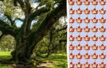 Только 2% гениев найдут слово "дерево" за 10 секунд: удивительная головоломка