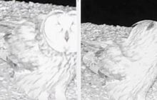 В Одесской области зафиксировали раритетную сову с "ушками" (видео)