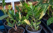 Замиокулькас станет пышным и зеленым: вот как его нужно поливать, чтобы не загнил