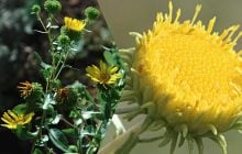 Украину "захватывает" опасное растение: что о нем известно