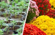 Как из одного куста шаровидных хризантем вырастить целую клумбу: проверенный способ