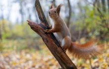 8 листопада в Україні буде з теплом і сонцем, дощі лише в одній області