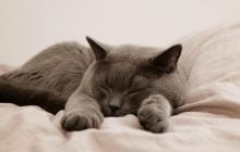 Чому коти люблять місити лапами: ветеринари здивували відповіддю