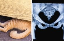 Чому у людей немає хвоста: вчені розкрили еволюційну причину