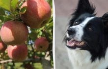 Чи можна пригощати собак яблуками: вся правда про найпопулярніший фрукт в Україні