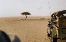 Одно дерево бросило вызов законам природы и стало легендой Африки, - Forbes