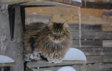 В Україну мчить справжня зима з морозами до -13° та снігом