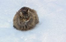 Найближчої ночі в Україні похолоднішає, - синоптикиня Діденко