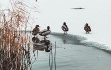 Синоптик сообщила, вернутся ли морозы в Украину в ближайшие дни