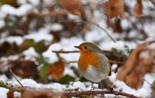 На выходных в Украине похолодает и заснежит