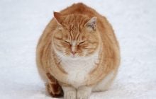 Конец декабря принесет "минусы": синоптик назвала дату похолодания в Украине