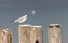 Синоптик розповів, чи наближається в Україну метеорологічна зима